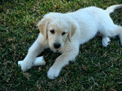 Jackson